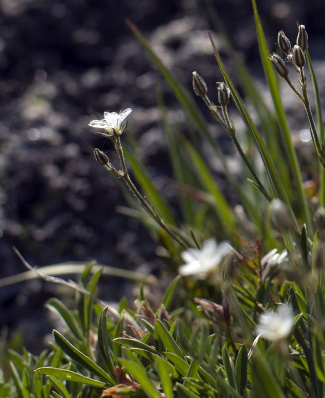 Wildflower photo.