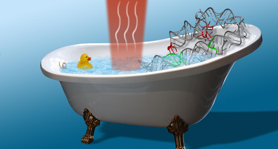 During studies of RNA folding, researchers use near-infrared laser light to heat water inside a nanobathtub containing a single RNA molecule.