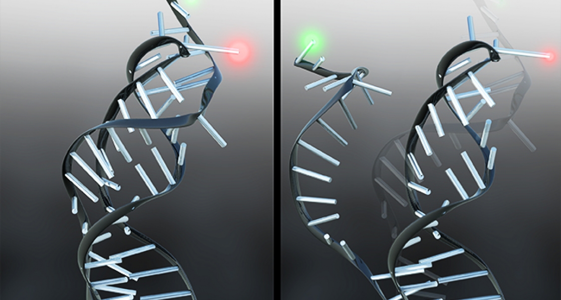 Artist’s conception of the RNA pseudoknot.