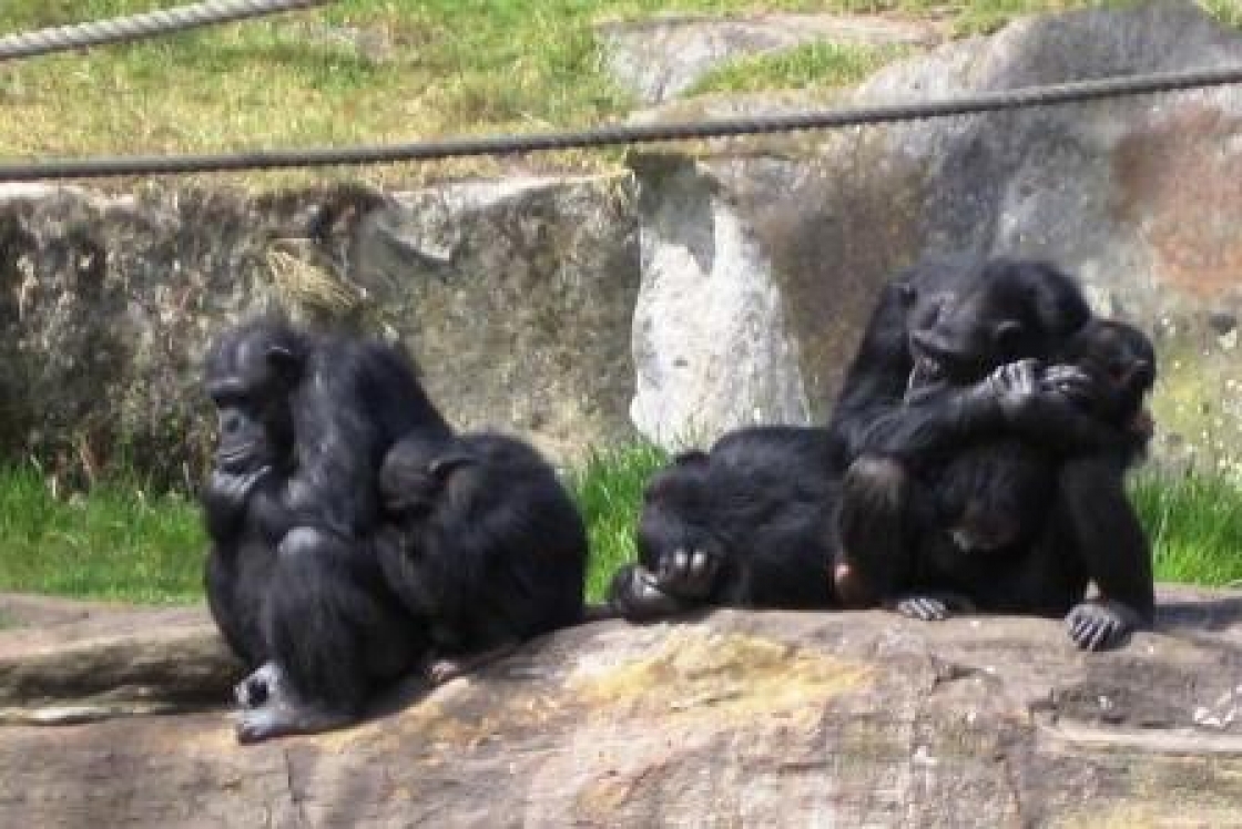 Chimpanzee photo.