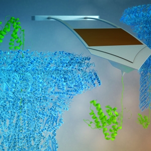 Model of the type three secretion system in Salmonella Bacteria 