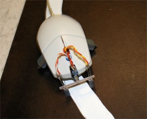 Photo of a Great Mouse Race with computer mouse.