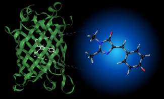 Biochromophores GFP figure.