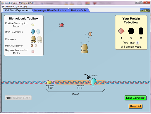 PhET Gene figure.