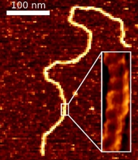 DNA figure.