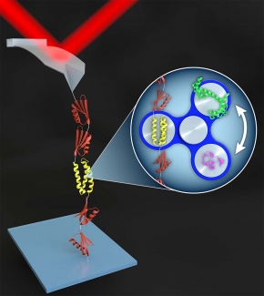 Rapid protein figure.