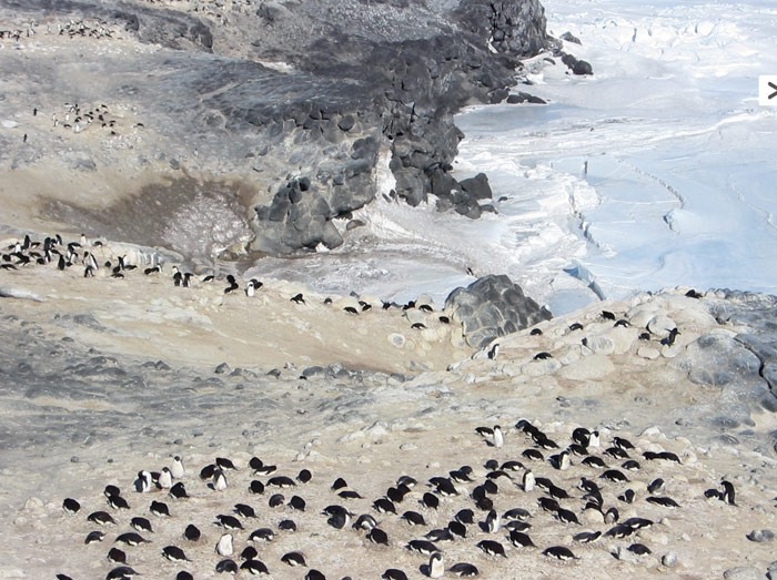 Adelie penguin rookery near Shackleton’s hut on Cape Royds, Ross Island, Antarctica.  Credit: Carl Lineberger.