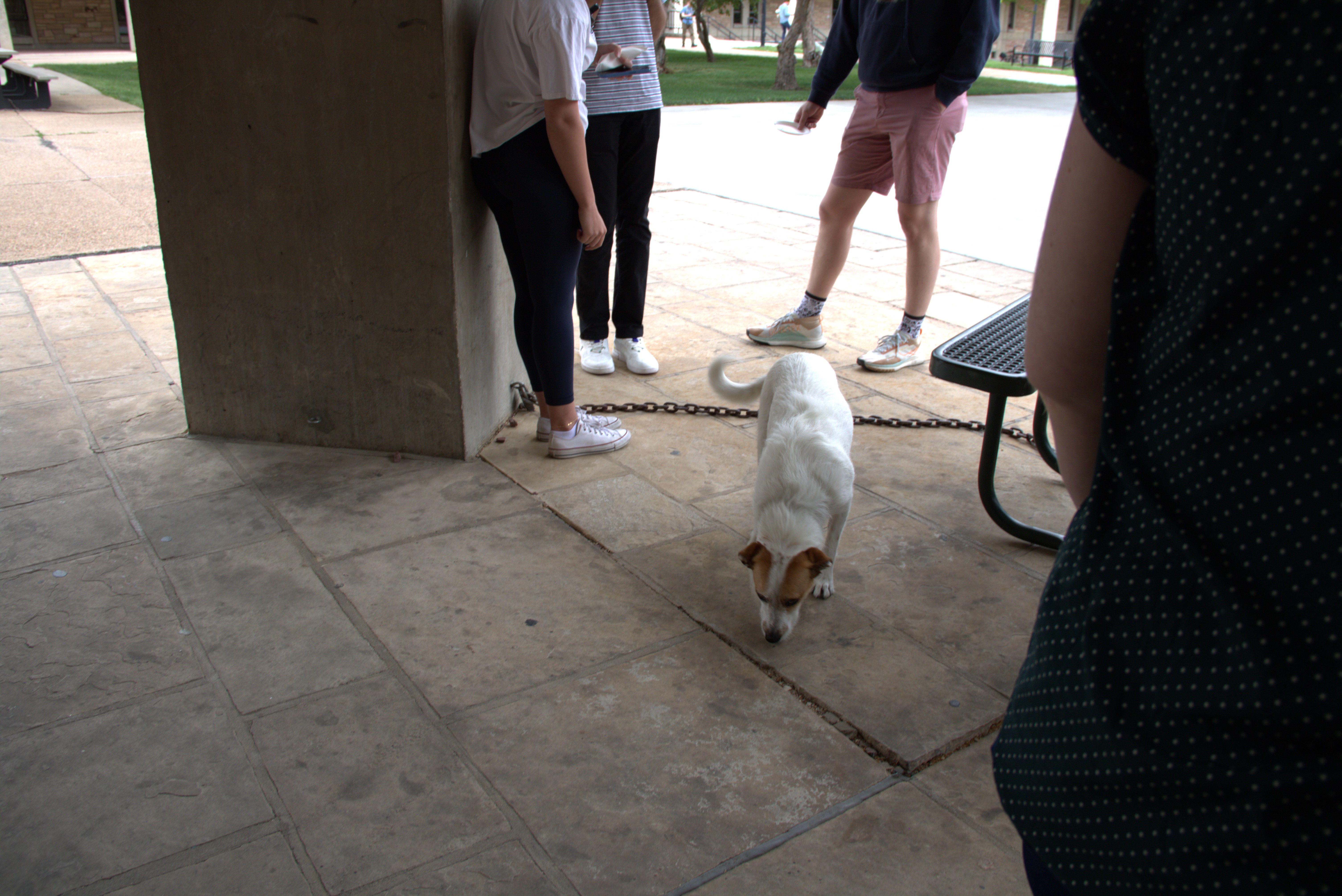 A wandering dog named Charlie makes his debut at Sugar Cookie Day