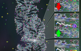 An artistic rendering of the bacterium's riboswitch and its interactions with three different potential ligands. 
