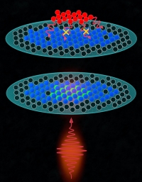 Selected atoms (green) within doubly occupied sites of a 2D "Fermi Sea" are excited by a polarized laser pulse. Pauli blocking prevents decay of the excited atoms (red) as they can only decay into unoccupied sites (black).
